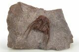 Red Leonaspis Trilobites - Hmar Laghdad, Morocco #310288-3